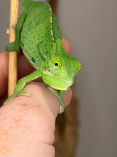 Load image into Gallery viewer, A bright green female Veiled chameleon clinging to a person's finger, with its eye turned toward the camera, against a softly blurred neutral background.
