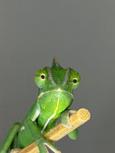 Load image into Gallery viewer, A close-up photograph of a bright green male Veiled chameleon perched on a small branch against a solid dark gray background.
