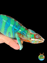 Load image into Gallery viewer, Juvenile male Ambilobe panther chameleon with green body and emerging blue barring
