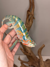 Load image into Gallery viewer, Young Ambilobe Panther Chameleon showing early colors
