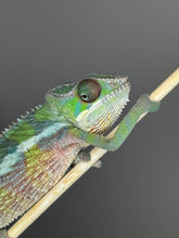 Load image into Gallery viewer, Close-up of Sambava Ambilobe hybrid chameleon with emerging colors
