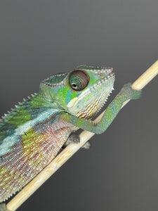 Close-up of Sambava Ambilobe hybrid chameleon with emerging colors