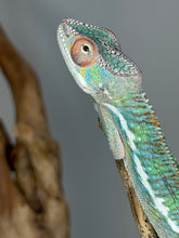 Load image into Gallery viewer, Soft-colored Ambilobe Panther Chameleon juvenile close-up portrait

