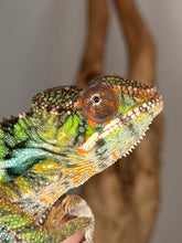 Load image into Gallery viewer, Young Ambilobe Panther Chameleon perched on a branch with developing teal and blue tones
