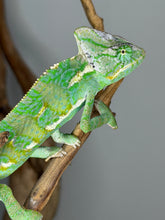 Load image into Gallery viewer, Young Veiled Chameleon climbing a branch, showcasing natural behavior
