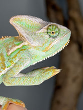 Load image into Gallery viewer, Close-up of juvenile male Veiled Chameleon face highlighting casque and expressive eyes
