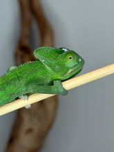 Load image into Gallery viewer, A bright green male Veiled chameleon perched on a light-colored wooden branch against a soft gray background with a blurred brown branch behind it.
