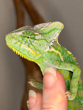 Load image into Gallery viewer, Juvenile male Veiled Chameleon displaying developing vibrant coloration
