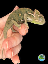 Load image into Gallery viewer, Juvenile male veiled chameleon perched calmly at FramsChams
