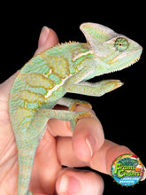 Load image into Gallery viewer, Healthy juvenile male Veiled Chameleon showing bright green coloration and alert posture
