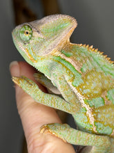 Load image into Gallery viewer, Exact juvenile male Veiled Chameleon available from FramsChams

