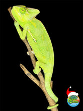 Load image into Gallery viewer, Juvenile male Veiled Chameleon with bright green and yellow colors, hand-raised by FramsChams
