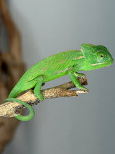 Load image into Gallery viewer, Young male Veiled Chameleon displaying vibrant green coloration.
