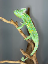 Load image into Gallery viewer, Young Veiled Chameleon resting on a branch in its enclosure
