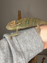 Load image into Gallery viewer, Side profile of juvenile male veiled chameleon showing casque and pattern
