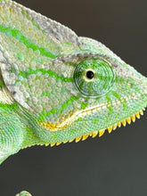 Load image into Gallery viewer, Side view of a healthy juvenile male Veiled Chameleon displaying its colors

