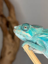 Load image into Gallery viewer, Close-up of juvenile Nosy Be Panther Chameleon’s face with subtle blue hues
