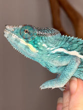 Load image into Gallery viewer, Side view of juvenile Nosy Be panther chameleon with emerging blue and aqua tones
