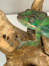 Load image into Gallery viewer, Shy juvenile Panther Chameleon beginning to display vibrant coloration
