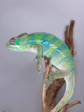Load image into Gallery viewer, Flash x Phoenix Ambilobe Panther Chameleon offspring with vibrant potential
