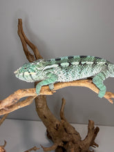 Load image into Gallery viewer, Healthy juvenile panther chameleon raised at FramsChams
