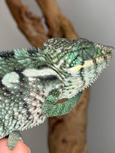 Load image into Gallery viewer, Side profile of teal and green juvenile panther chameleon
