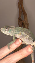 Load image into Gallery viewer, Young Ambilobe Panther Chameleon showing early soft developing coloration
