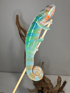 Rainbow Skittles Panther Chameleon climbing branch, displaying bright multicolor pattern
