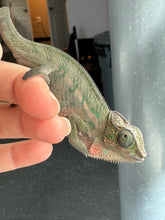 Load image into Gallery viewer, Close-up of juvenile Rainbow Skittles Panther Chameleon showing developing hues
