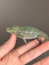 Load image into Gallery viewer, Juvenile Rainbow Skittles Panther Chameleon perched on hand showing early coloration
