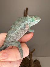 Load image into Gallery viewer, Friendly young male Red Panther Chameleon for sale
