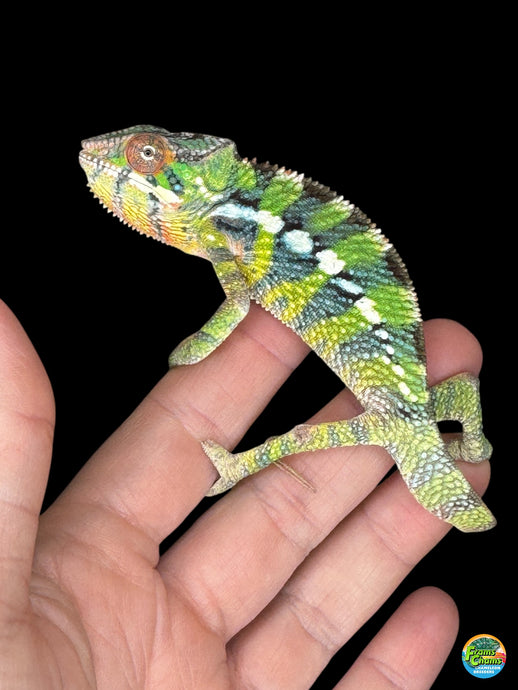 Friendly Sambava x Ambilobe Panther Chameleon hybrid from FramsChams