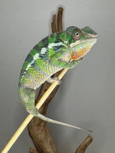 Load image into Gallery viewer, Friendly young Sambava x Ambilobe Panther Chameleon perched on branch
