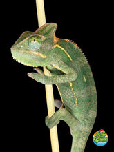 Load image into Gallery viewer, Close-up of juvenile female Veiled Chameleon eye turrets, showing bright, healthy eyes
