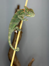 Load image into Gallery viewer, Calm and curious juvenile female Veiled Chameleon observing her environment
