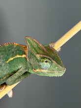Load image into Gallery viewer, Front view of juvenile female Veiled Chameleon, showing calm and vibrant colors
