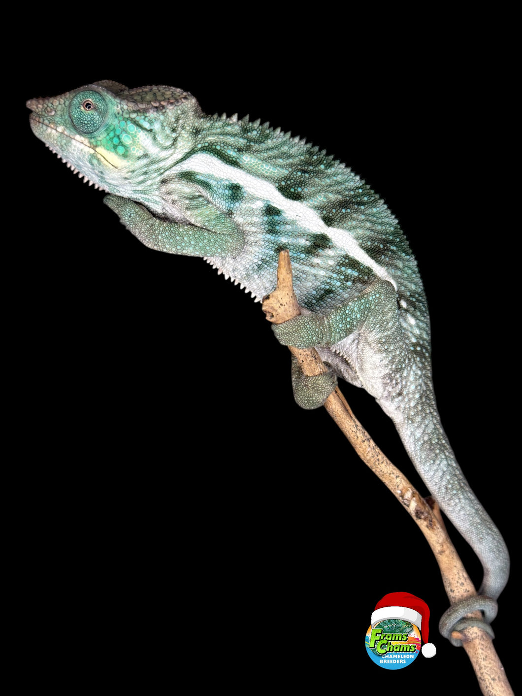 Large Ambanja Panther Chameleon male starting to show vibrant blue and green colors