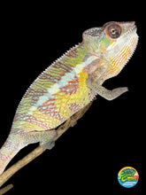 Load image into Gallery viewer, Last Marley Sambava male panther chameleon showing early red and green coloration
