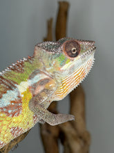 Load image into Gallery viewer, Last available Marley Sambava male panther chameleon displaying vivid potential coloration
