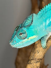 Load image into Gallery viewer, Final Nosy Be panther chameleon available, calm male with aqua tones
