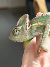 Load image into Gallery viewer, Last Veiled Chameleon climbing a branch, displaying natural behavior
