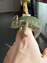 Load image into Gallery viewer, Close-up of the last Veiled Chameleon’s head, showing intricate patterns and colors
