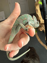 Load image into Gallery viewer, Last Veiled Chameleon being gently handled, building confidence with humans
