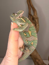 Load image into Gallery viewer, Side view of the last Veiled Chameleon highlighting healthy coloration and body shape
