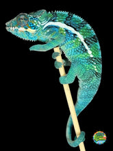 Load image into Gallery viewer, Male Ambanja × Ambilobe hybrid Panther Chameleon with blue and teal coloration

