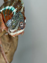 Load image into Gallery viewer, Close-up of a red Ambanja Panther Chameleon with vivid turquoise bars and alert expression
