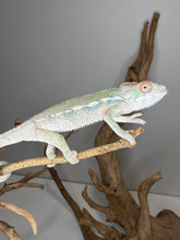 Load image into Gallery viewer, Male Ambilobe Panther Chameleon Flash Jr. x Aslan juvenile perched on branch, showing calm temperament
