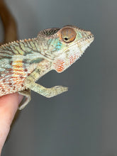 Load image into Gallery viewer, Captive-bred Ambilobe Panther Chameleon from the Aslan x Flash lineage perched on a natural branch.
