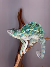 Load image into Gallery viewer, Young Ambilobe Panther Chameleon with bold blue bars and excellent future color potential.
