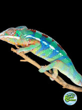 Load image into Gallery viewer, Close-up of bright blue barring on juvenile Ambilobe Panther Chameleon
